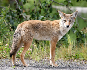 A photograph of a coyote
