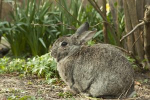 A photograph of a hare