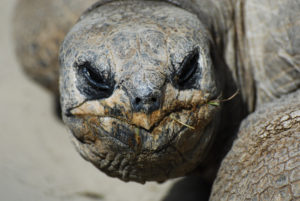 A photograph of a tortoise